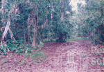 Kemudahan Asas Di Hutan Sintok