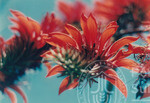 Warna Warni Flora Menyeri Kampus Darul Aman