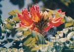 Warna Warni Flora Menyeri Kampus Darul Aman