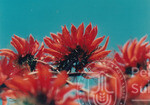 Warna Warni Flora Menyeri Kampus Darul Aman