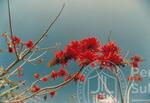 Warna Warni Flora Menyeri Kampus Darul Aman