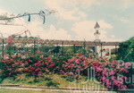 Warna Warni Flora Menyeri Kampus Darul Aman