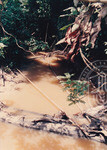Kehijauan Hutan Sintok