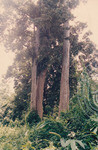 Kehijauan Hutan Sintok