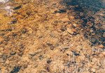 Kehijauan Hutan Sintok