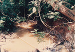 Kehijauan Hutan Sintok