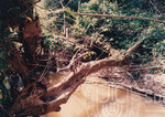 Kehijauan Hutan Sintok