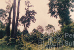 Kehijauan Hutan Sintok