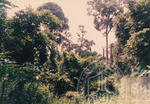 Kehijauan Hutan Sintok