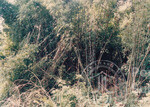 Kehijauan Hutan Sintok