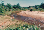 Kehijauan Hutan Sintok