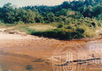 Kehijauan Hutan Sintok