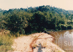Kehijauan Hutan Sintok