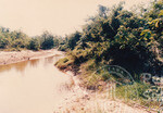Kehijauan Hutan Sintok