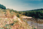Kehijauan Hutan Sintok