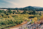 Kehijauan Hutan Sintok