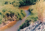 Kehijauan Hutan Sintok