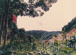 Kehijauan Hutan Sintok