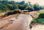 Kehijauan Hutan Sintok