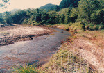 Kehijauan Hutan Sintok