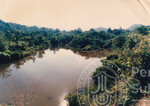 Kehijauan Hutan Sintok