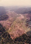 Pemandangan Hutan Sintok Dari Udara