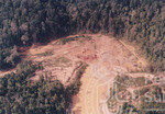 Pemandangan Hutan Sintok Dari Udara