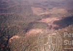 Pemandangan Hutan Sintok Dari Udara