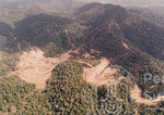 Pemandangan Hutan Sintok Dari Udara