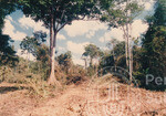 Lawatan Naib Canselor UUM ke Hutan Sintok