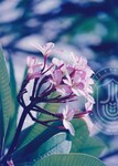 Flora Fauna UUM