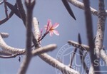 Flora Fauna UUM