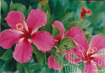 Flora Fauna UUM