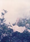 Flora Fauna UUM