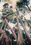 Flora Fauna UUM