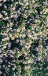 Flora Fauna UUM