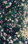 Flora Fauna UUM