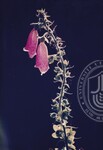 Flora Fauna UUM