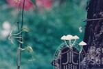 Flora Fauna UUM