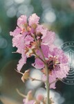 Flora Fauna UUM