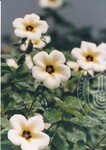 Flora Fauna UUM