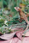 Flora Fauna UUM