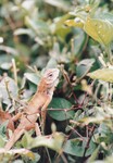 Flora Fauna UUM