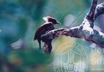 Flora Fauna UUM